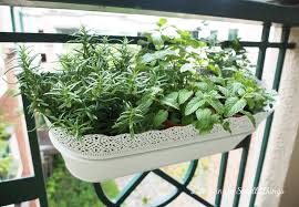 growing herbs in sunny singapore