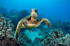 sea turtle survey shows the endangered