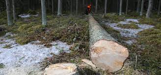 Forestier-bûcheron : un métier essentiel pour nos forêts – Treebreathe.ch