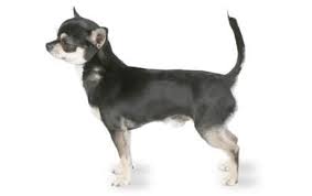 Chihuahua Dog Breed Information Pictures Characteristics