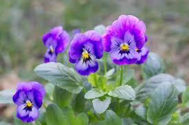 Are Pansy Flowers Edible? Tips for Harvest and Use | Gardener's Path