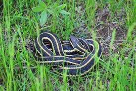 Only in the southern area of the lower peninsula. Garter Snakes Of Iowa Dickinson County Conservation Board