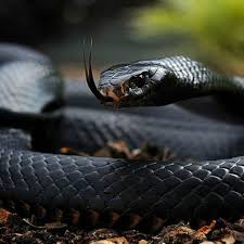 This snake reaches a maximum length of approximately 30 feet long (near 10 meters), and is one of few snakes which can be considered dangerous to human there is a constant stream of claims coming from all over asia about the longest python in the world. Top 10 Most Venomous Snakes In The World 2021 Webbspy
