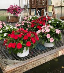 Choosing the best flowers for hanging basket is not an easy job. Hanging Basket Greenhouse Hanging Basket In Lewiston Me Blais Flowers Garden Center