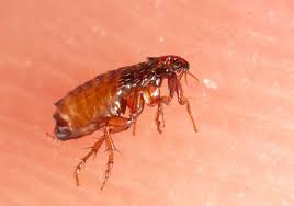 does insect repellent work on fleas