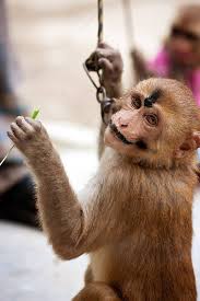 indian male monkey in makeup shock eyes