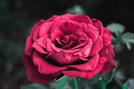 Some plants, including roses, poppies, and lilies, could take, for instance, all of the different meanings attributed to variously colored carnations: 8 Hidden Rose Color Meanings Discover The Message Behind Each One
