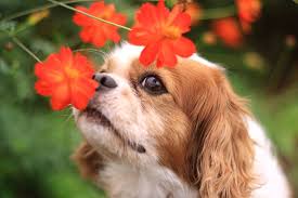 Common Plants That Are Poisonous To Dogs
