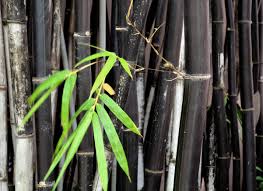 The origin of the word bamboo is uncertain. Black Bamboo Plants How To Care For Black Bamboo In Gardens