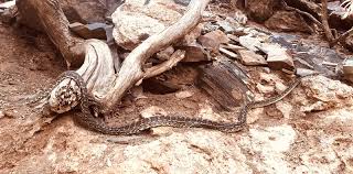 warraweena pythons a key indicator for