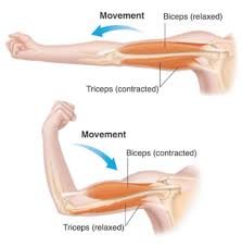 Sarcomeres can be the direction of the action can be ipsilateral, which refers to movement in the direction of the contracting muscle. Muscle Contraction And Movement In Animals Body Movements Class 6