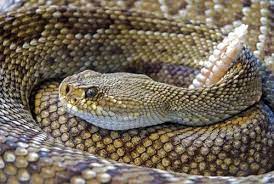 types of venomous snakes in central texas