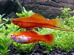 15 Best Guppy Tank Mates Full List Of Animals Compatible