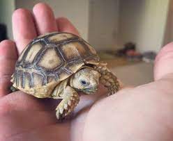 How To Care For A Baby Sulcata Tortoise