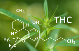 What Detox Drink Works for THC? - Leaf Nation
