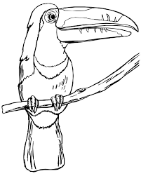 The hummingbird click here for pdf format: Toucan On A Branch Coloring Page Free Printable Coloring Pages For Kids