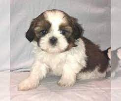 Twanas pk puppies come from beautiful well bred, healthy, intelligent shih tzu. View Ad Shih Tzu Litter Of Puppies For Sale Near Wisconsin Milwaukee Usa Adn 164886