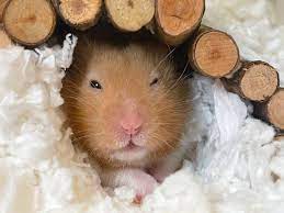 Hamster Animal Facts 