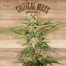 In large doses, you'll likely find. Critical Mass The Plant Organic Seeds Feminized Cannabis Seed