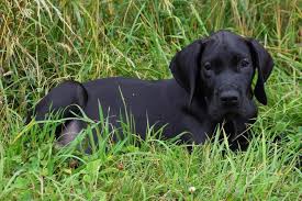 Great danes grow into one of the largest dog breeds of all, but it takes approximately two years for them to reach full size. The Modern Rules Of How Much To Feed A Great Dane Puppy Petvblog