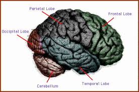 The primary somatosensory cortex (areas 1, 2, and 3) is on the postcentral gyrus and is a primary receptor of general bodily sensation. A Brief Introduction To The Brain Cerebral Cortex