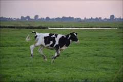 can-cows-run-very-fast