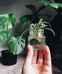 propagating plants using thrifted