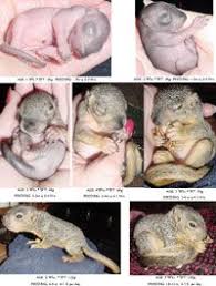 8 Best Baby Squirrel Care Images Baby Squirrel Baby