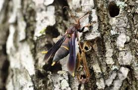 Remove and destroyed infested branches as soon as. Insect Borers Of Trees And Shrubs Entomology