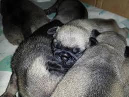 Fawns are 1200 or 1500 with akc registration black pug male is 1800 or 2000 with akc registration they are ready to go and do great. Pug Puppies For Sale Akc Fawn Quality Breeder For Sale In Tampa Florida Classified Americanlisted Com