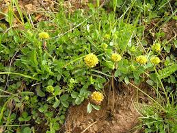 Trifolium badium Schreb. {ID 7875} - Trifoglio bruno - Forum Acta ...
