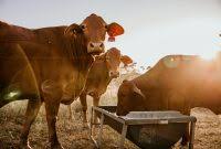 bulk liquid feed for cattle