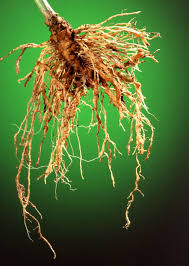 plant roots ile ilgili görsel sonucu