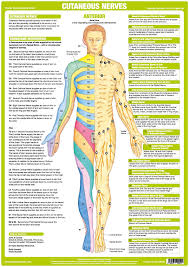 Cutaneous Nerves Anatomy Chart Anterior