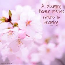 beaming nature flowers bloom hope
