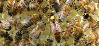 Honey Bee Queens Evaluating The Most Important Colony