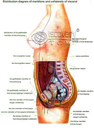 The distribution of air sacs and the functioning of the avian lung. Internal Organ Locations Koibana Info Human Body Organs Human Body Internal Parts Human Body Anatomy