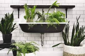 Low Light House Plants For Your Bathroom Garden Goods Direct