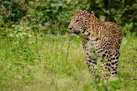 File:Leopard Male Nagarhole.jpg - Wikimedia Commons