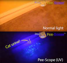 cat urine black light results and