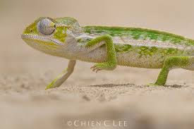 greater carpet chameleon furcifer