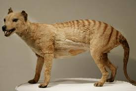 The last known shooting of a wild thylacine took place in 1930, and by the mid part of that decade sightings in the wild were extremely rare. Odds That Tasmanian Tigers Are Still Alive Are 1 In 1 6 Trillion New Scientist