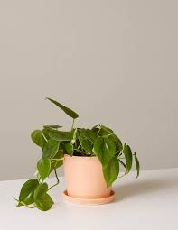 The Best Low Light Houseplants Real Simple