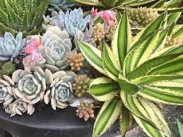 The Best Places To Buy Succulents In Sydney