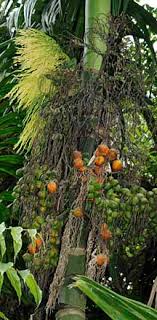 pinang or betel nut palm areca catechu