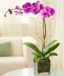 purple orchid plant delivery marietta