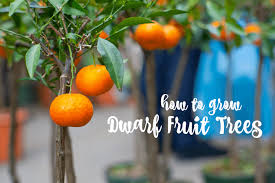Growing Dwarf Fruit Trees The Prairie