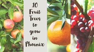 10 fruit trees to grow in phoenix