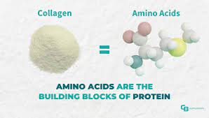what amino acids are in collagen is
