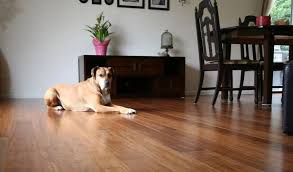 best flooring options for pet